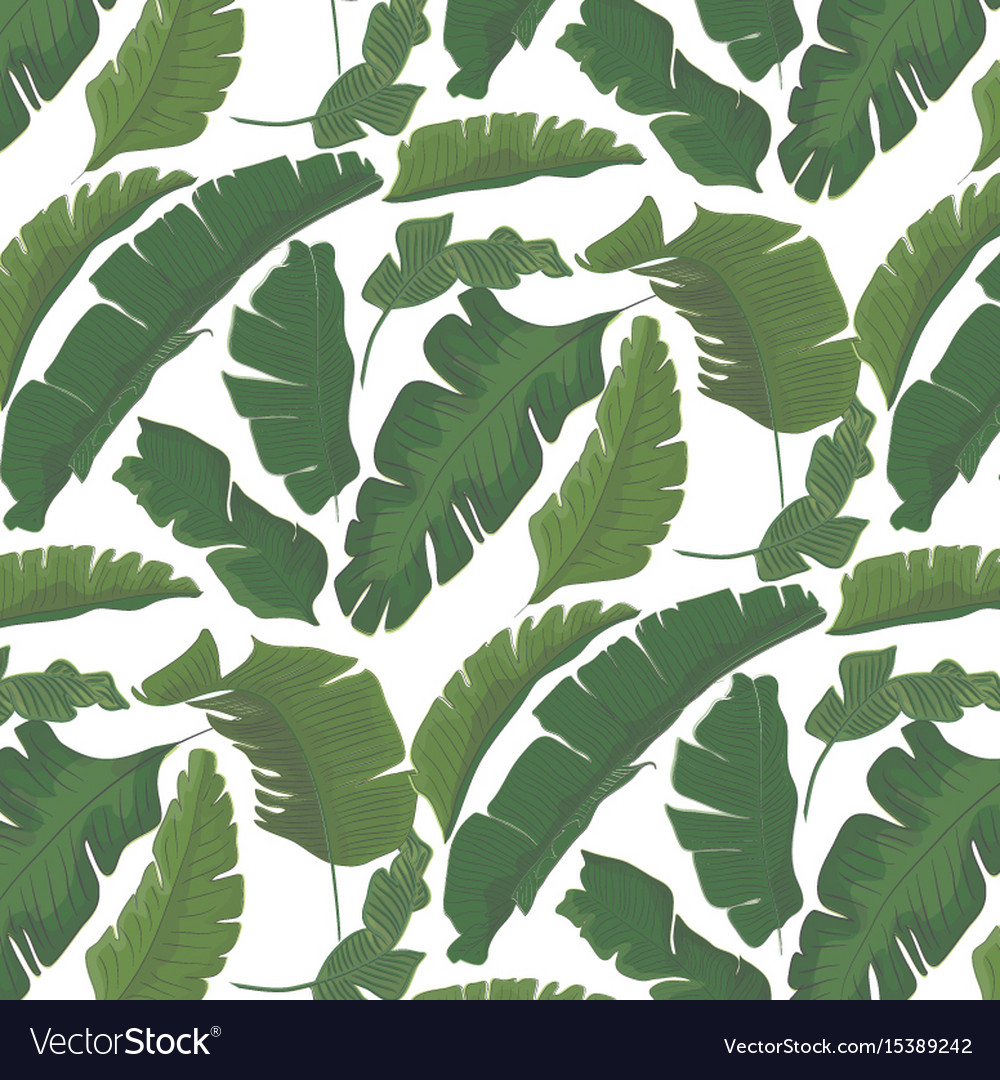 summer tropical palm leaf