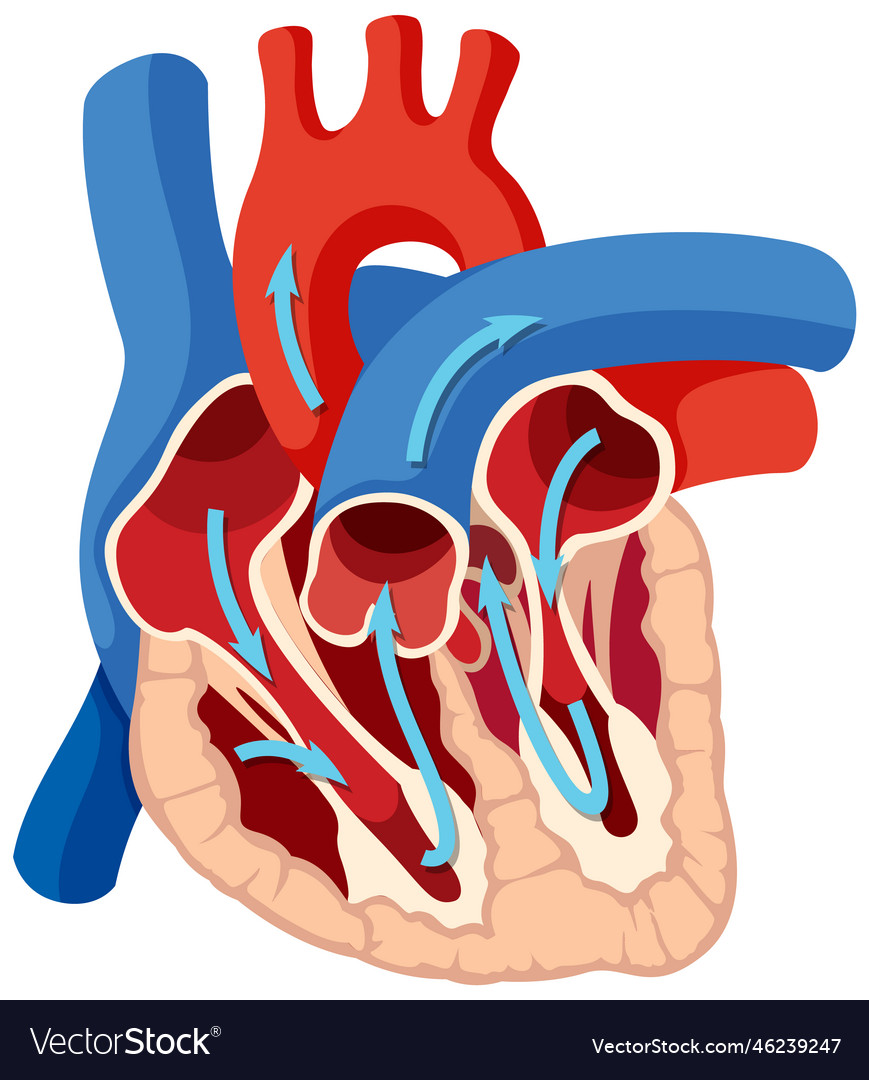 Basic anatomy of human heart Royalty Free Vector Image