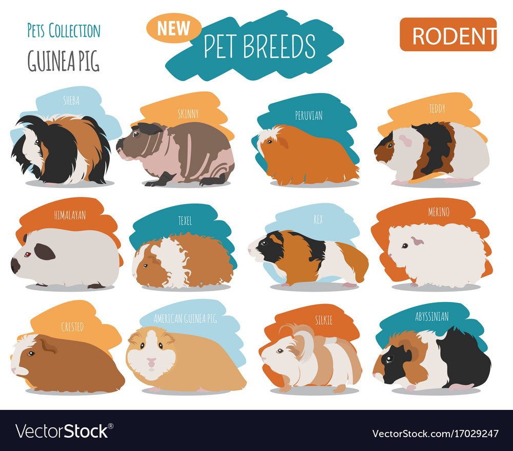 Guinea pig breeds icon set flat style isolated Vector Image