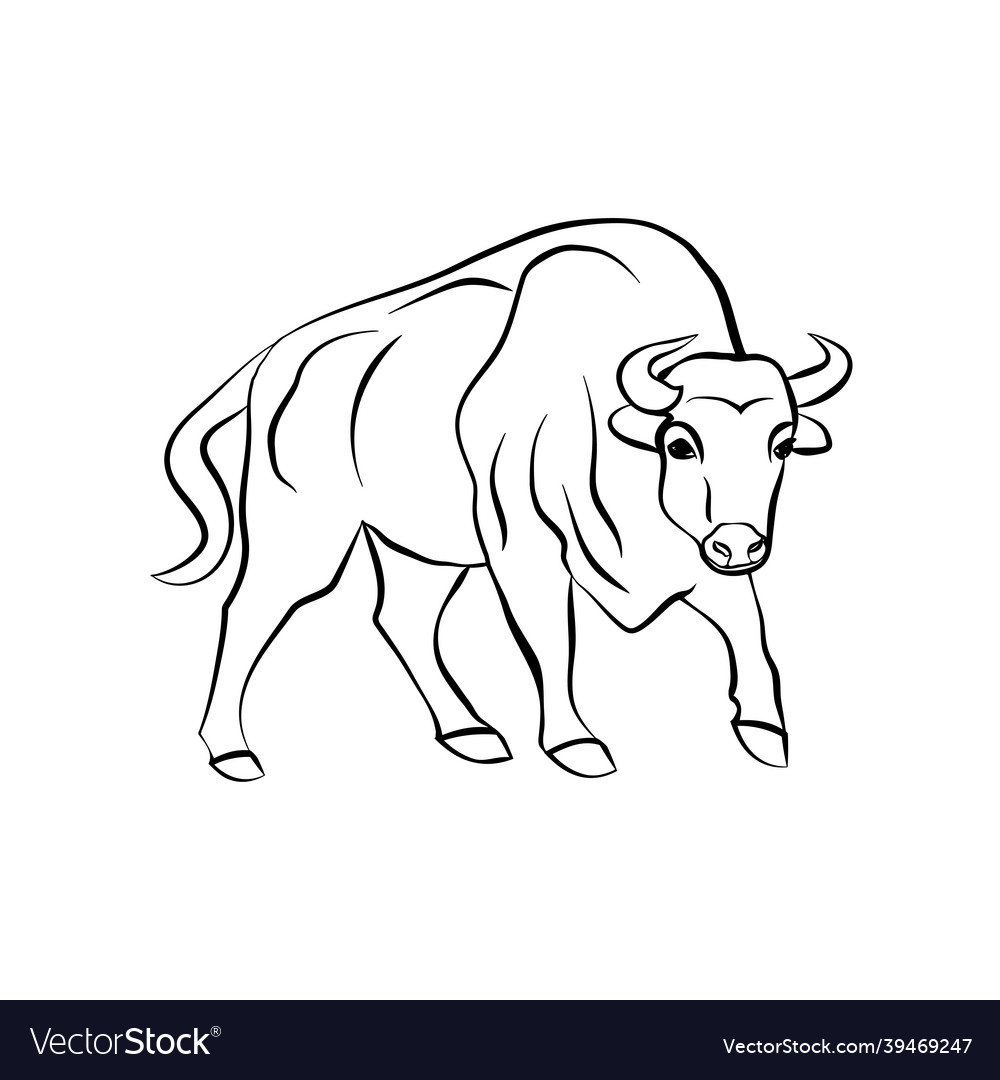 Sketch bull on white background