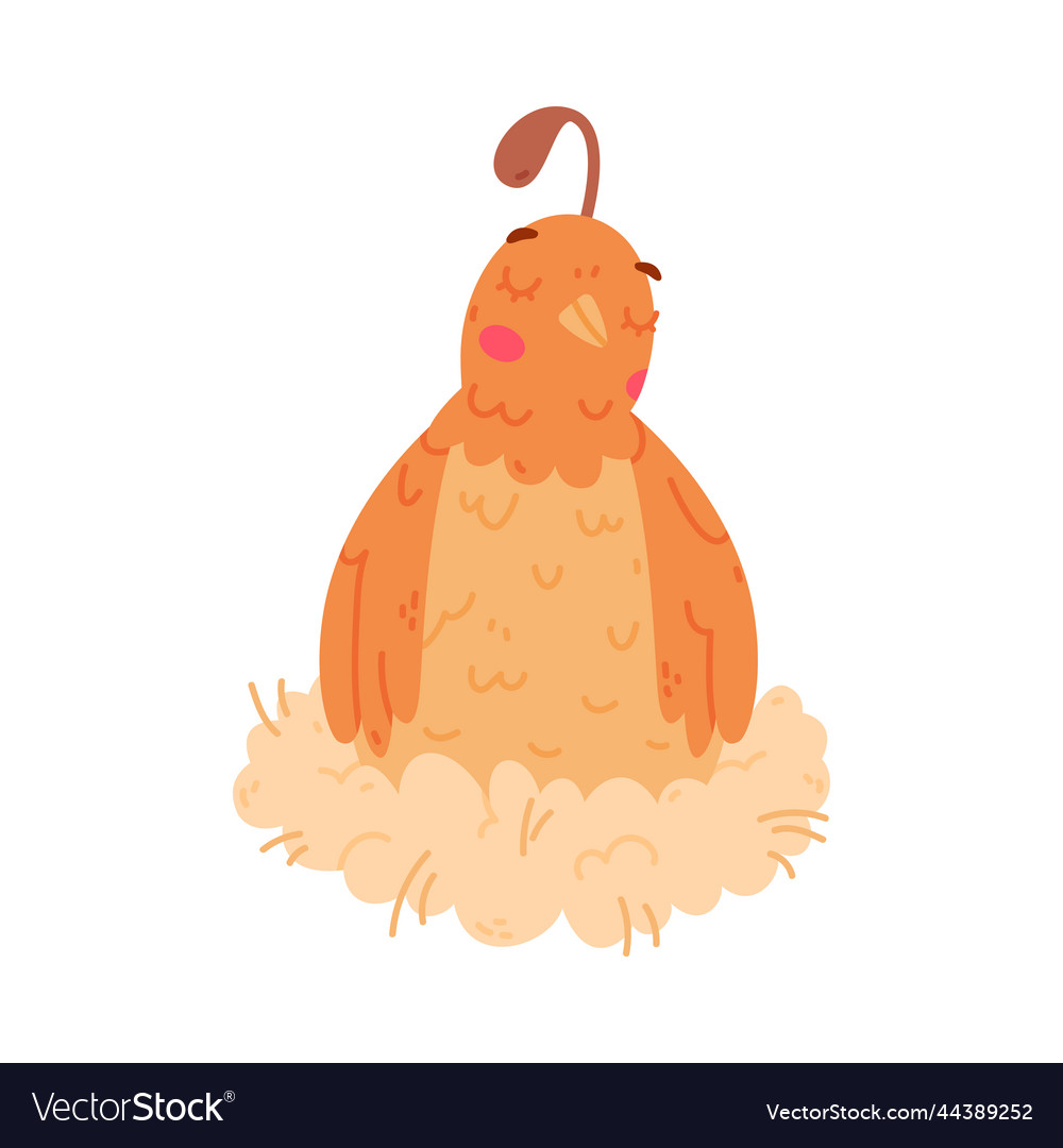 Quail bird with crest and feathers sitting in nest