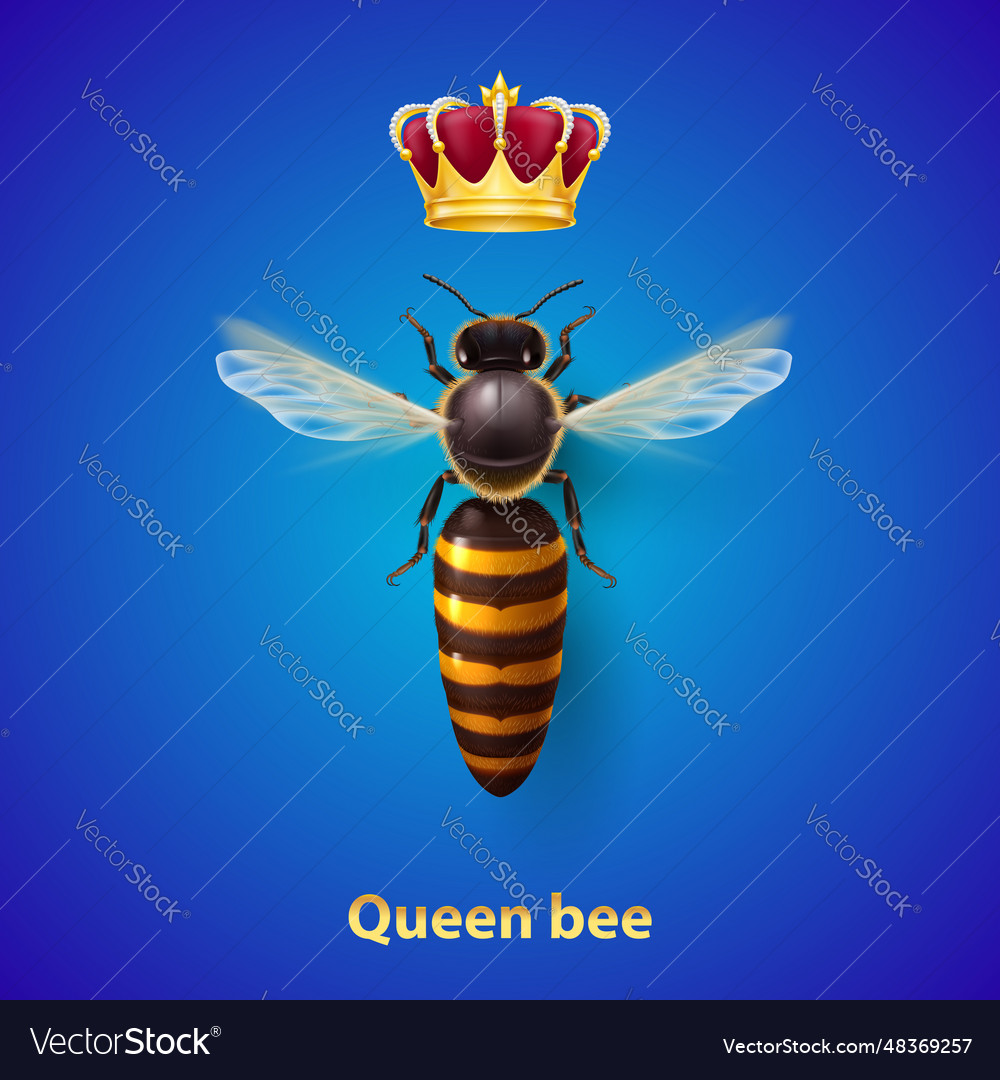 Bee queen Royalty Free Vector Image - VectorStock