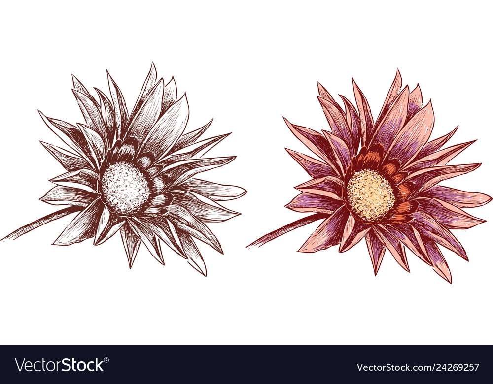 Garden flower inflorescence Royalty Free Vector Image