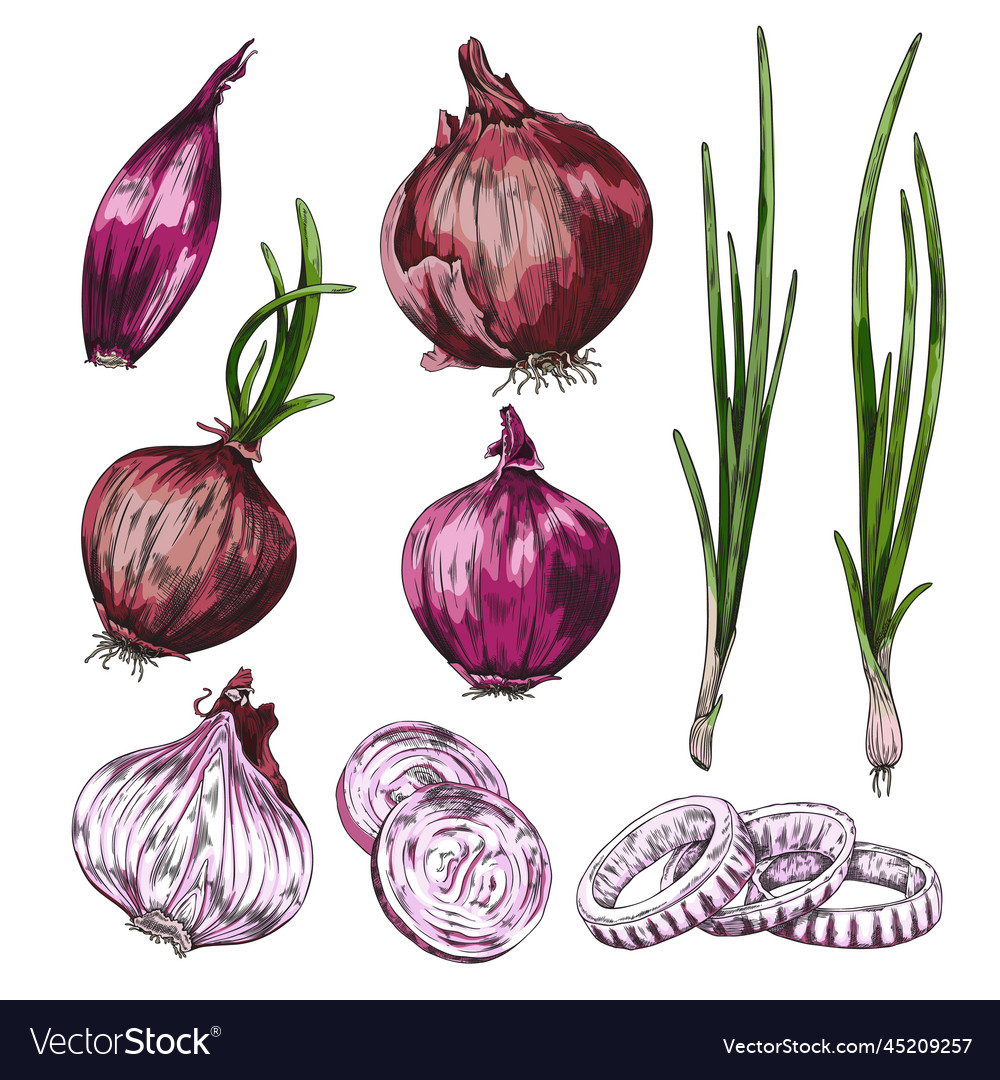 Hand drawn onion set colored sketch Royalty Free Vector