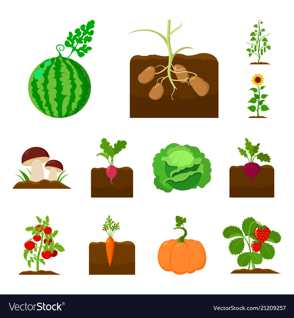 Plant vegetable cartoon icons in set collection