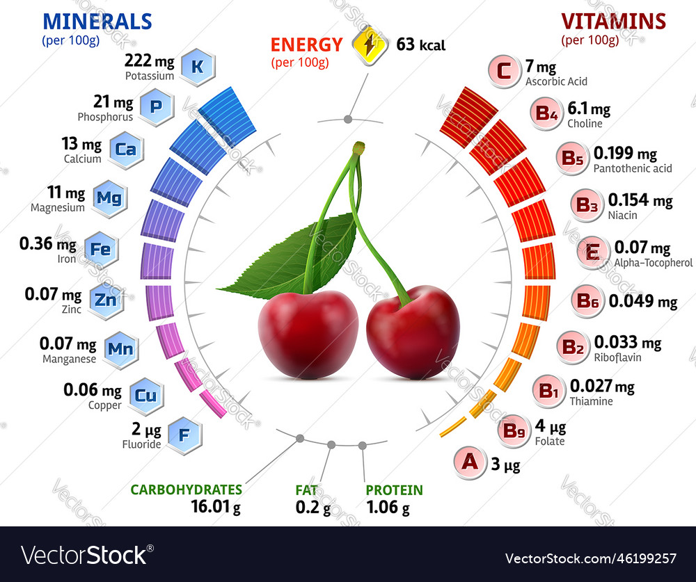 Vitamins and minerals of cherry fruit vector image Vitamins and minerals of cherry fruit