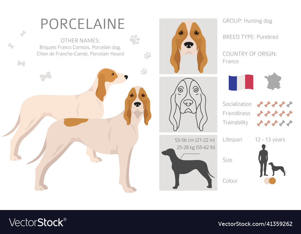 Porcelaine dog clipart different poses coat Vector Image