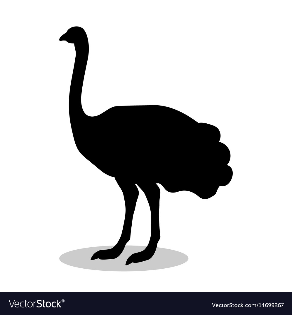 Ostrich bird black silhouette anima