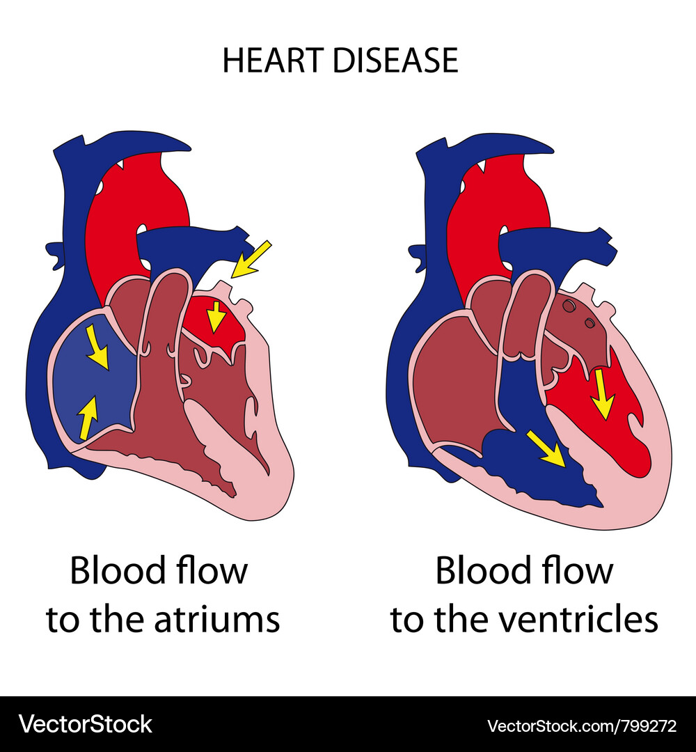 Heart cross section Royalty Free Vector Image - VectorStock