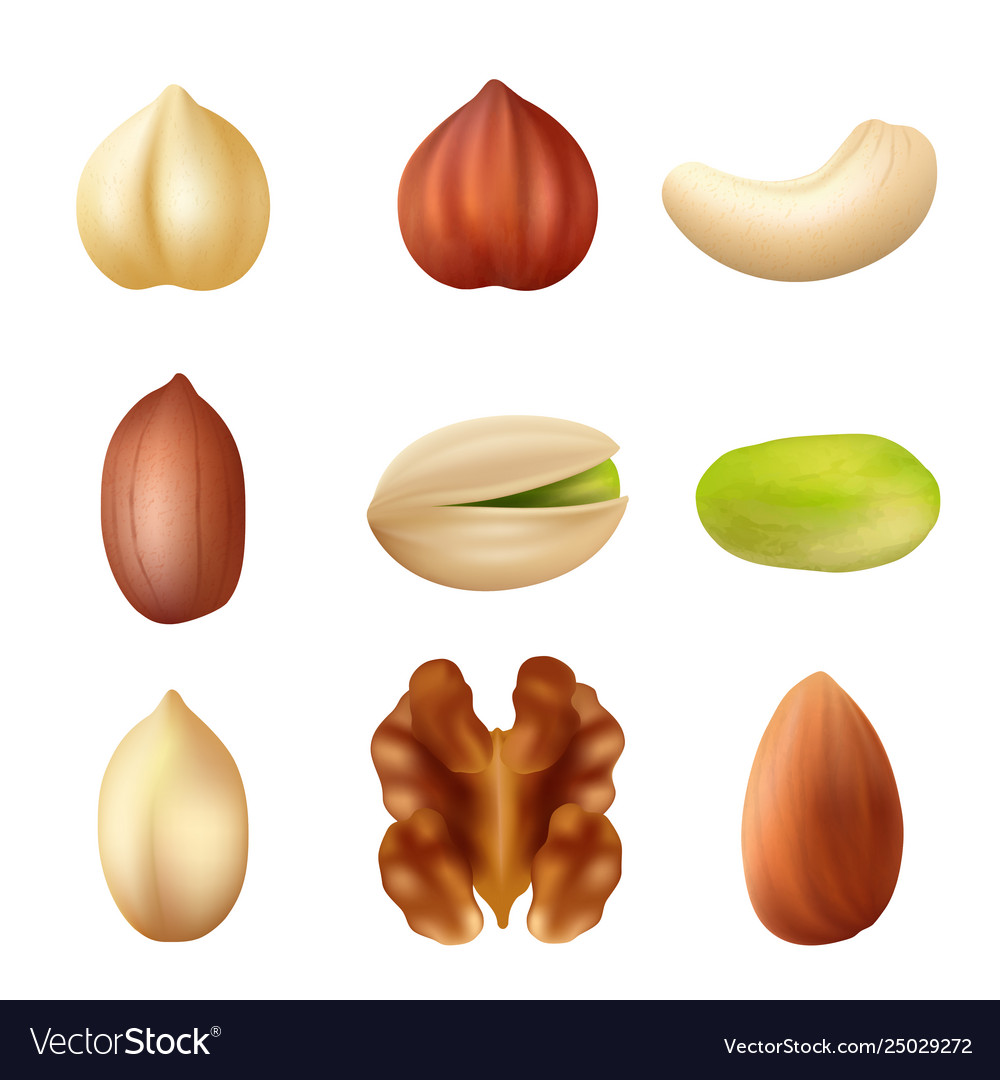 Nuts collection nature food dried cashew healthy Vector Image