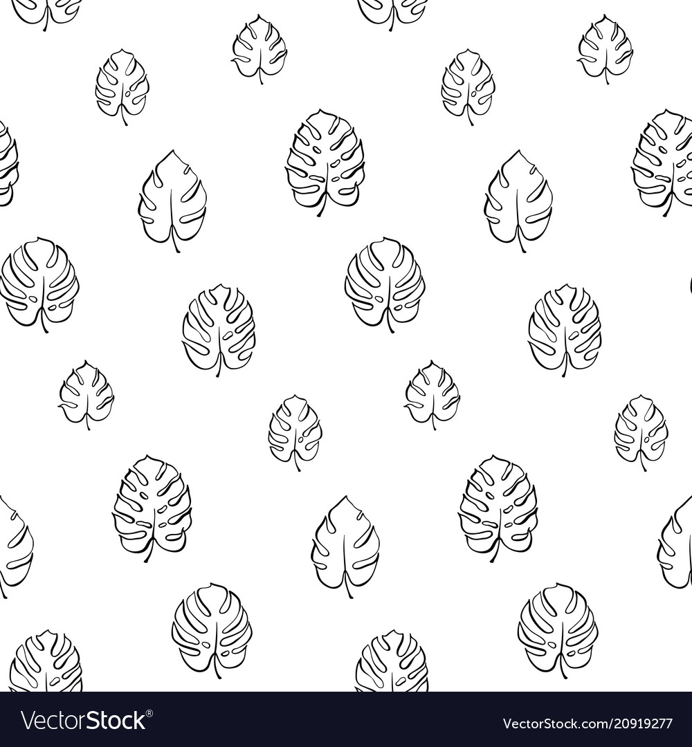 Botanical of monstera leaf vector image Botanical of monstera leaf