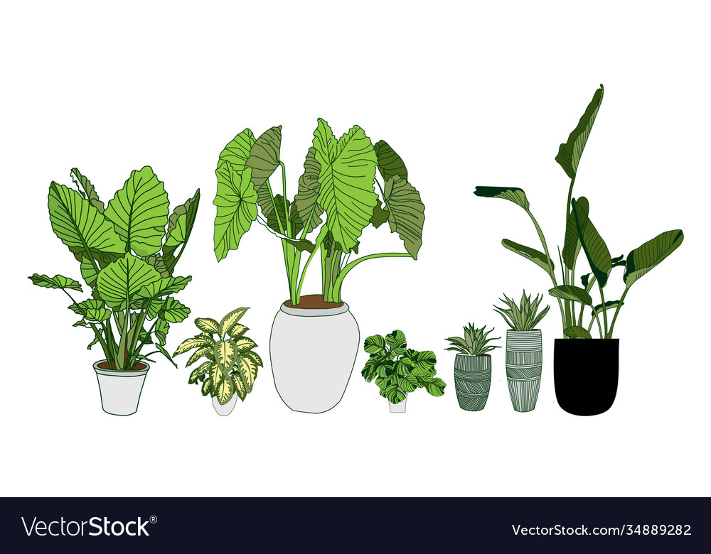 Alocasia dieffenbachia strelitzia und haworthia