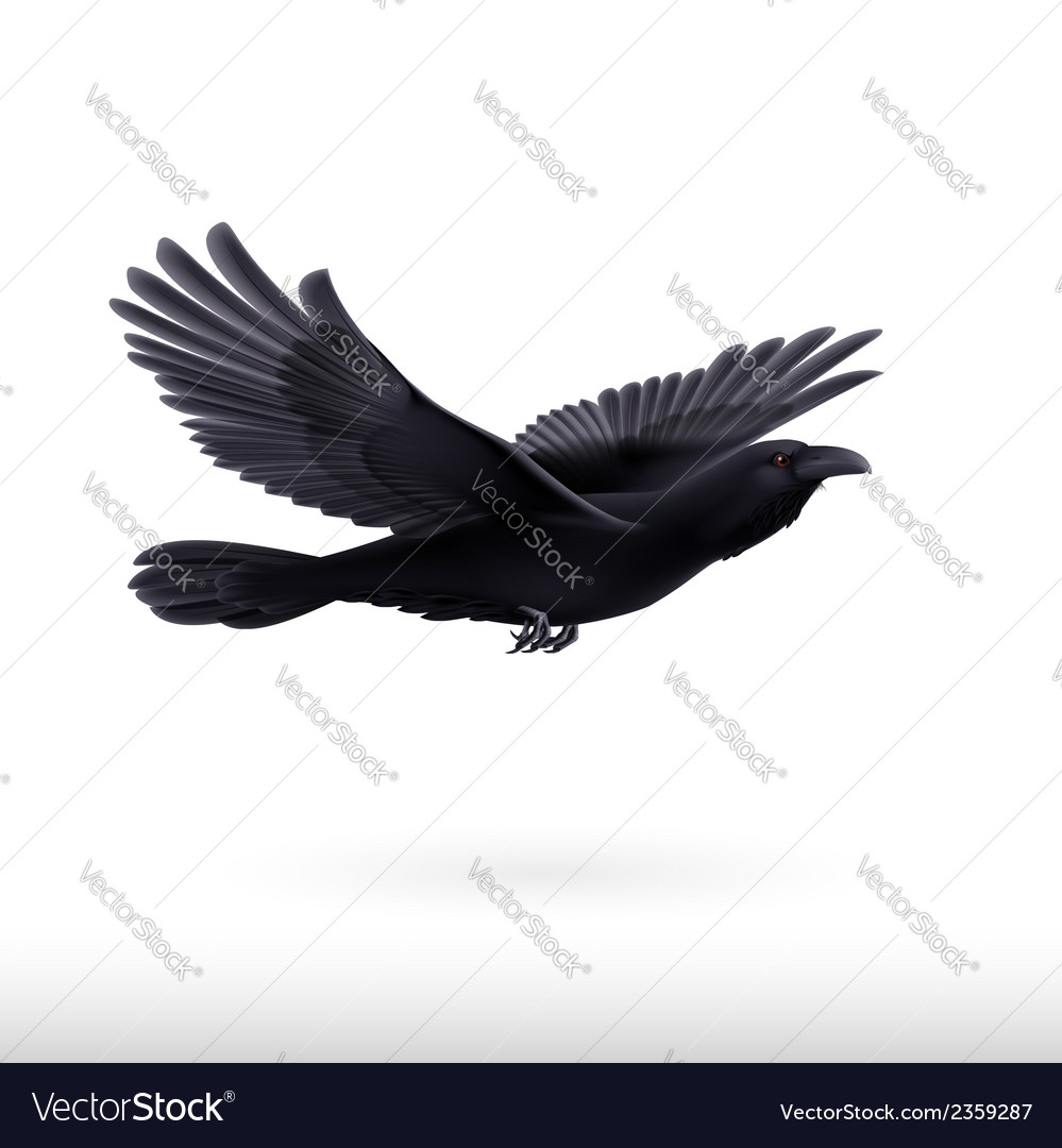 Black raven