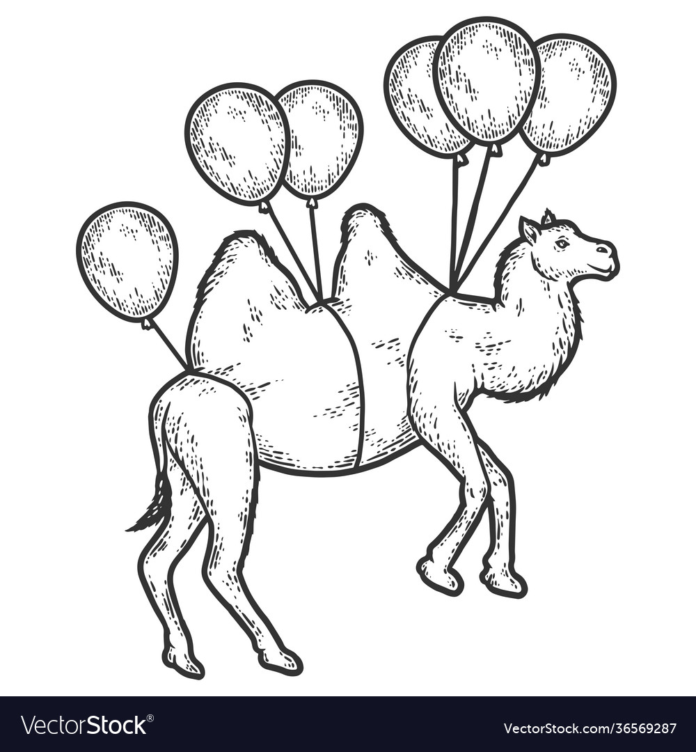 Camel flies on balloons sketch scratch board