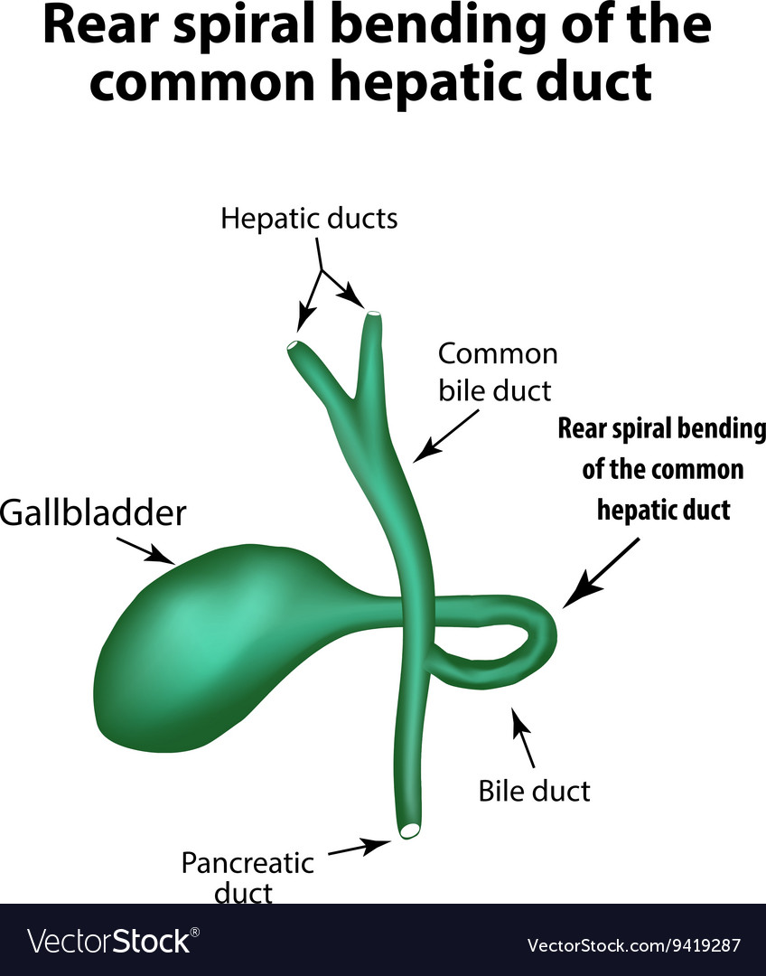 Common Hepatic Duct Diagram – NBKomputer