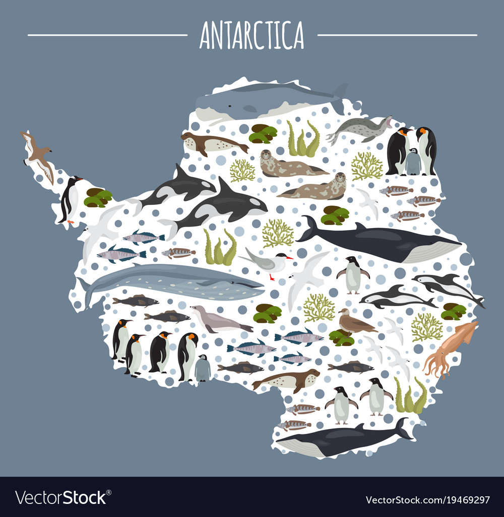 Antarctic antarctica flora and fauna map flat Vector Image