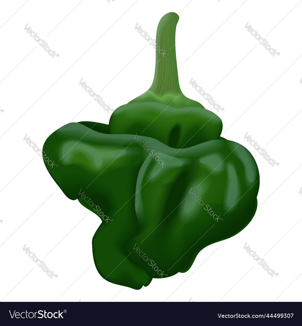Green scotch bonnet peppers vector image Green scotch bonnet peppers