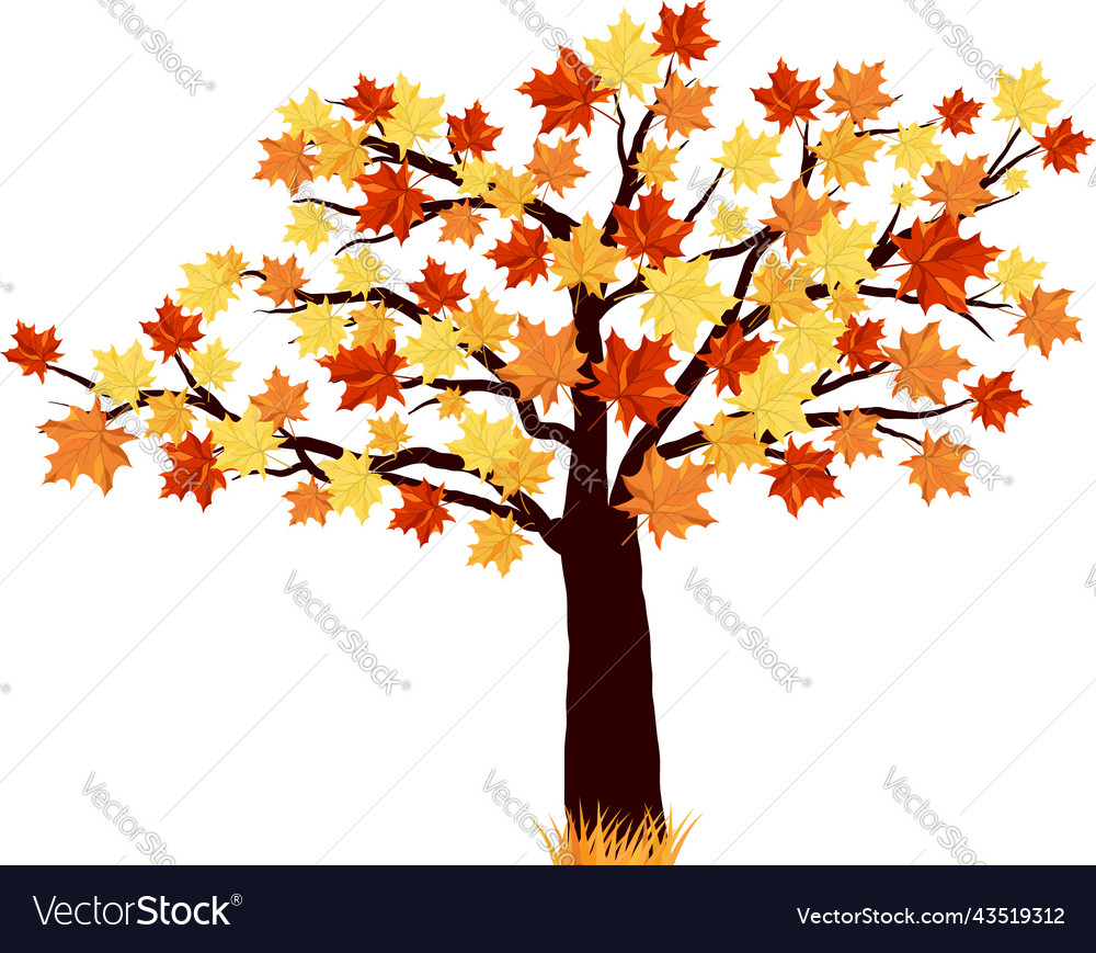 Fall Tree Royalty Free Vector Image - Vectorstock