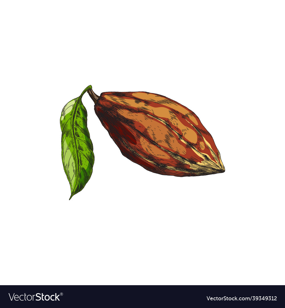 Green cocoa leaf and brown pod in realistic Vector Image
