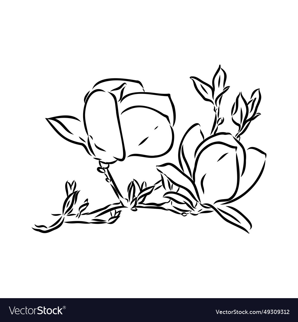 Magnolia flower hand drawing and sketchline art