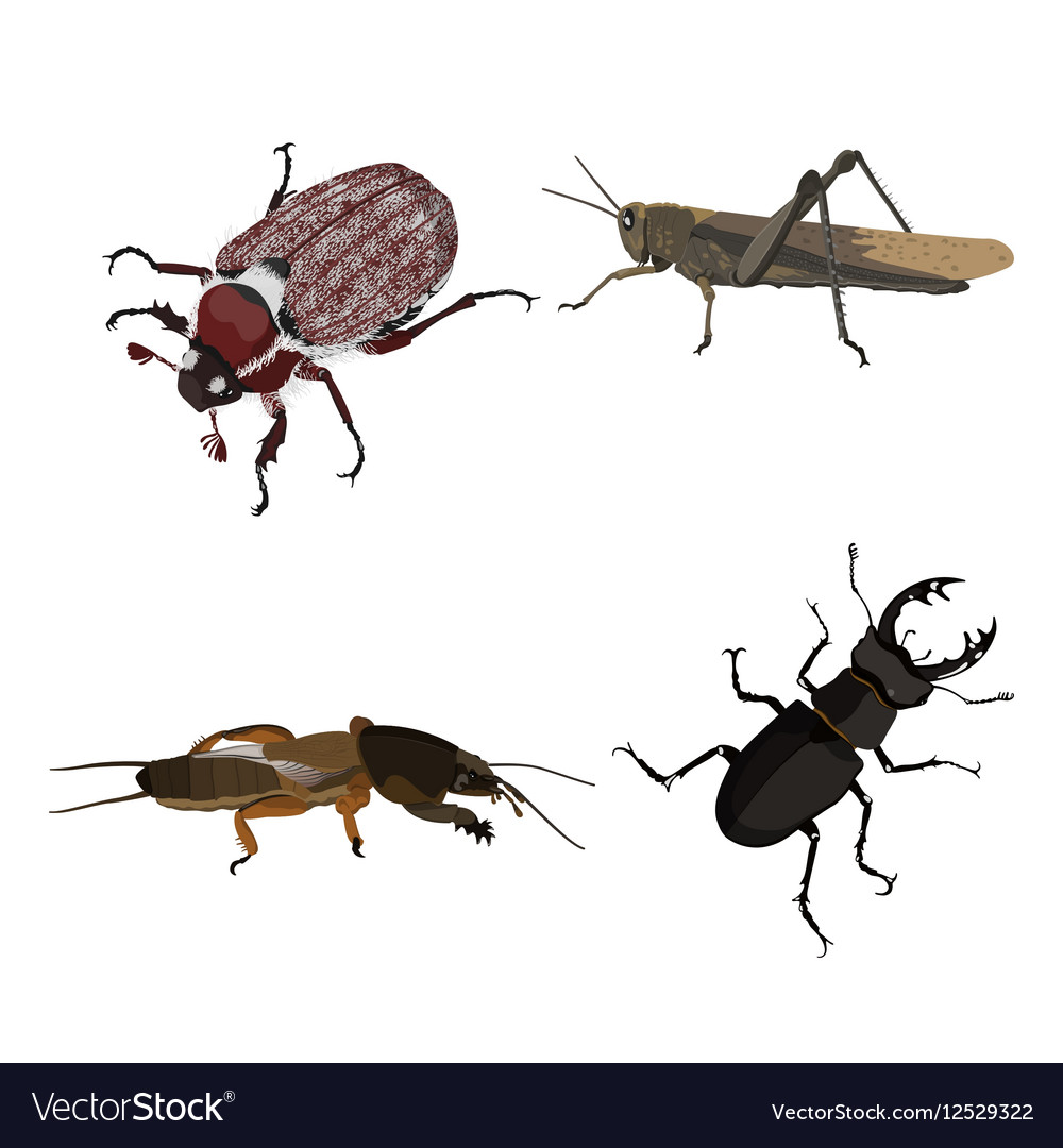 Insects on a white background Royalty Free Vector Image