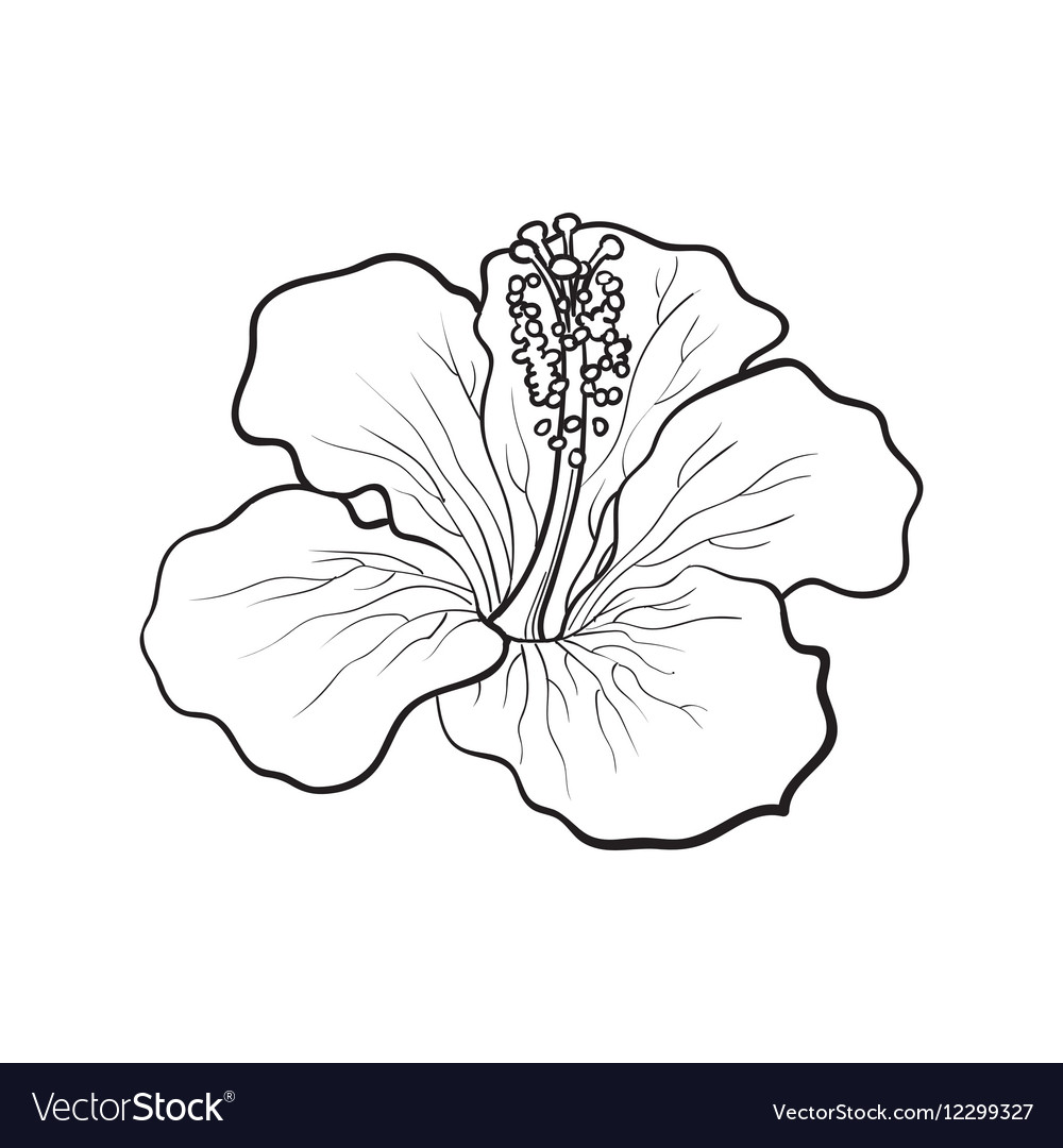 Tropical Flower Drawing Images  Free Download on Freepik