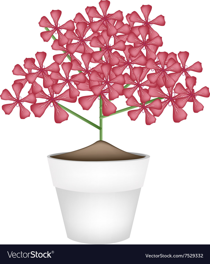 Bunch Of Red Geranium Flowers In A Pot Royalty Free Vector