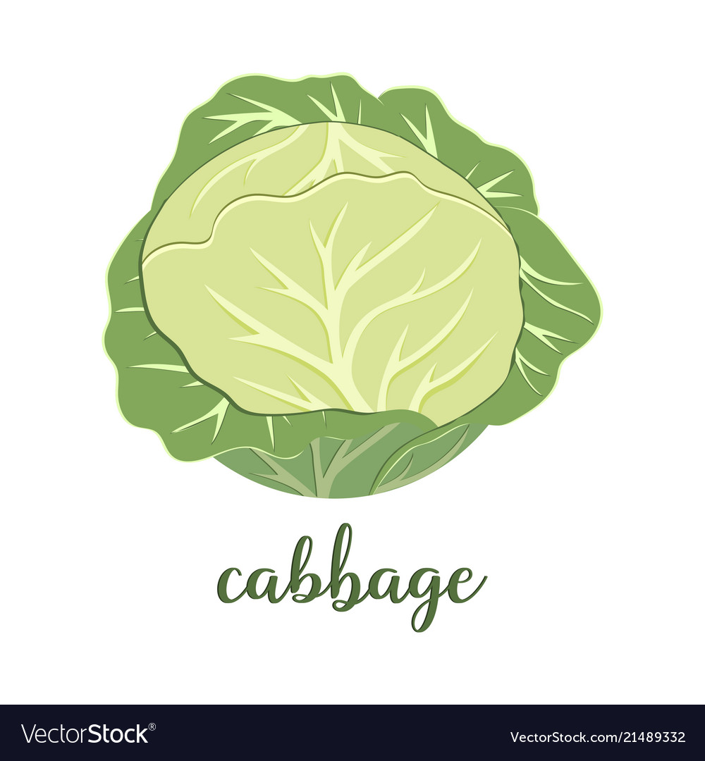 Cabbage on white