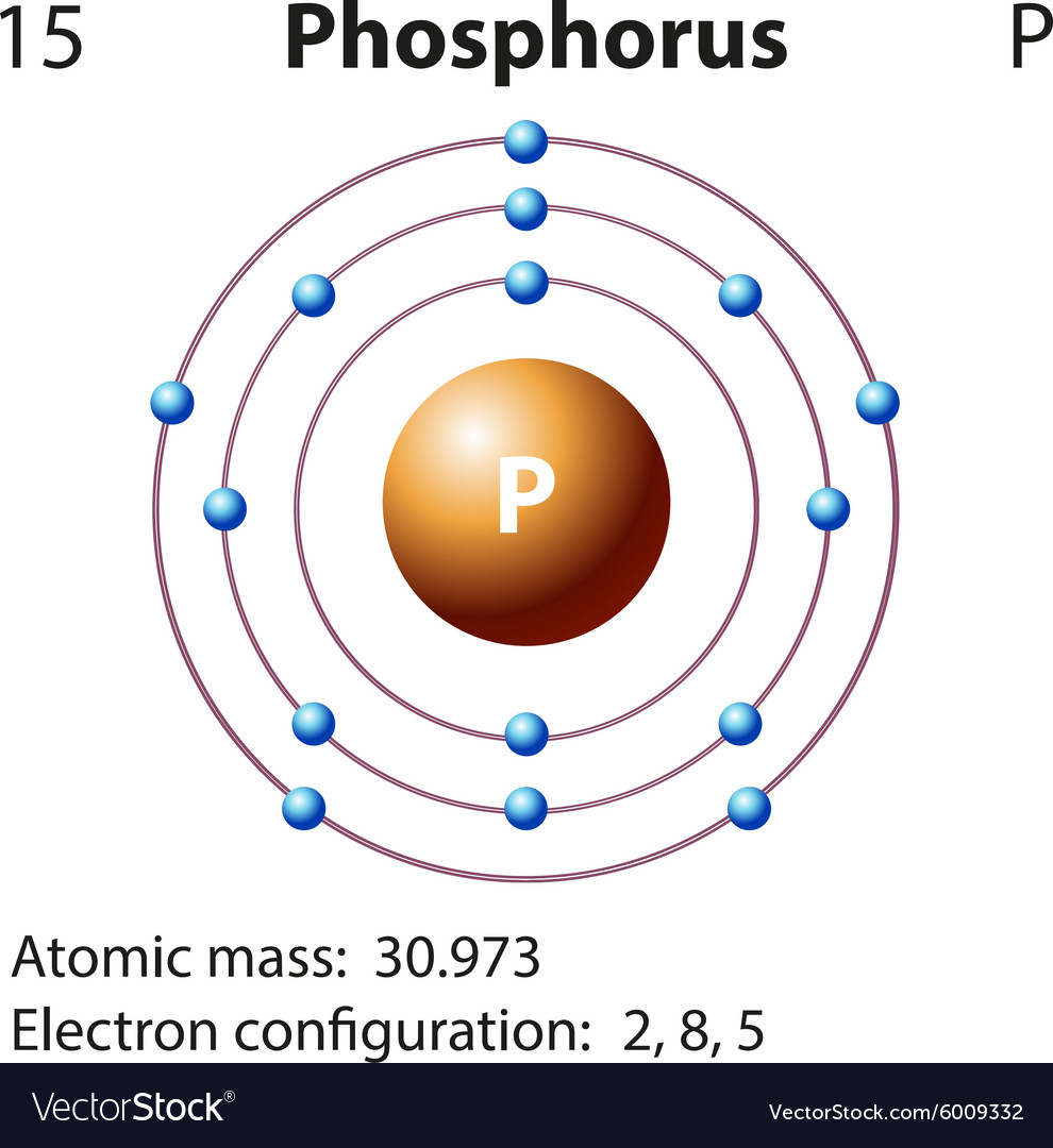 Diagram Representation Element Phosphorus Vector Image