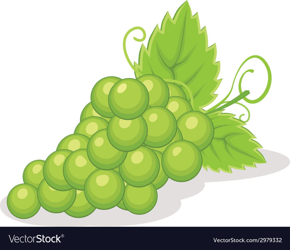 Grapes Royalty Free Vector Image - VectorStock