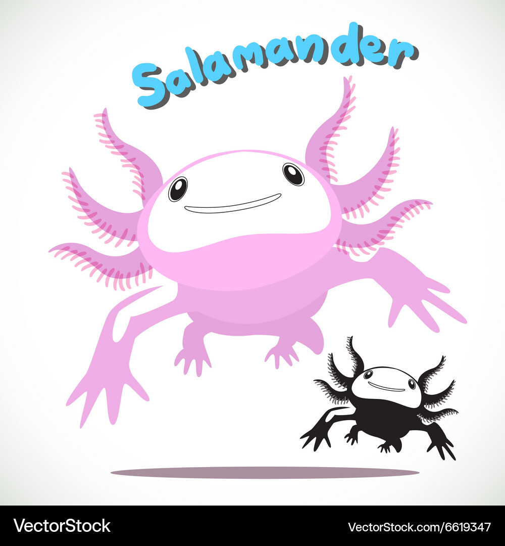 Salamander 3 Royalty Free Vector Image - VectorStock
