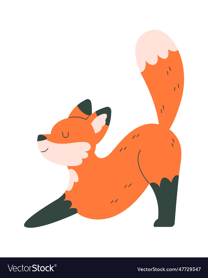 Stretching fox animal Royalty Free Vector Image