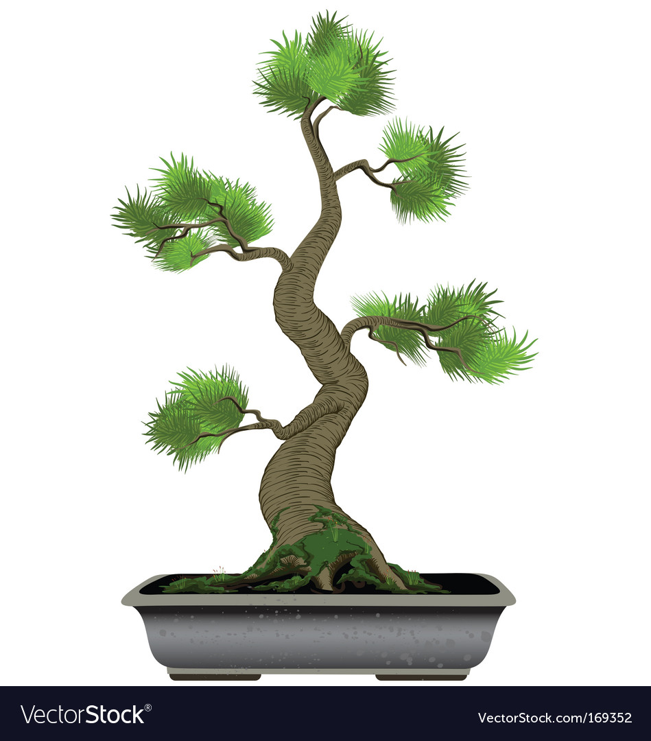 Bonsai tree Royalty Free Vector Image VectorStock