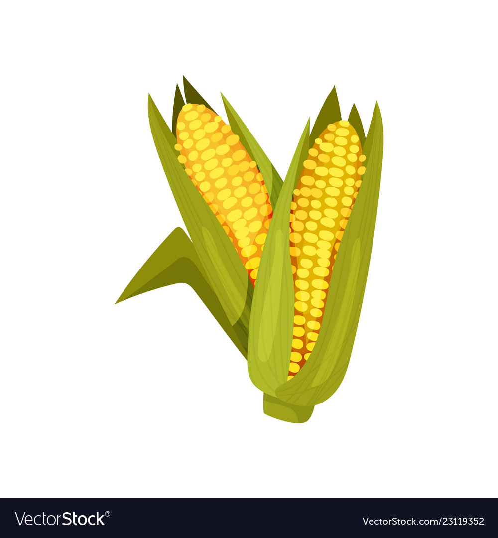 Two ripe corn heads in green leaves agricultural Vector Image