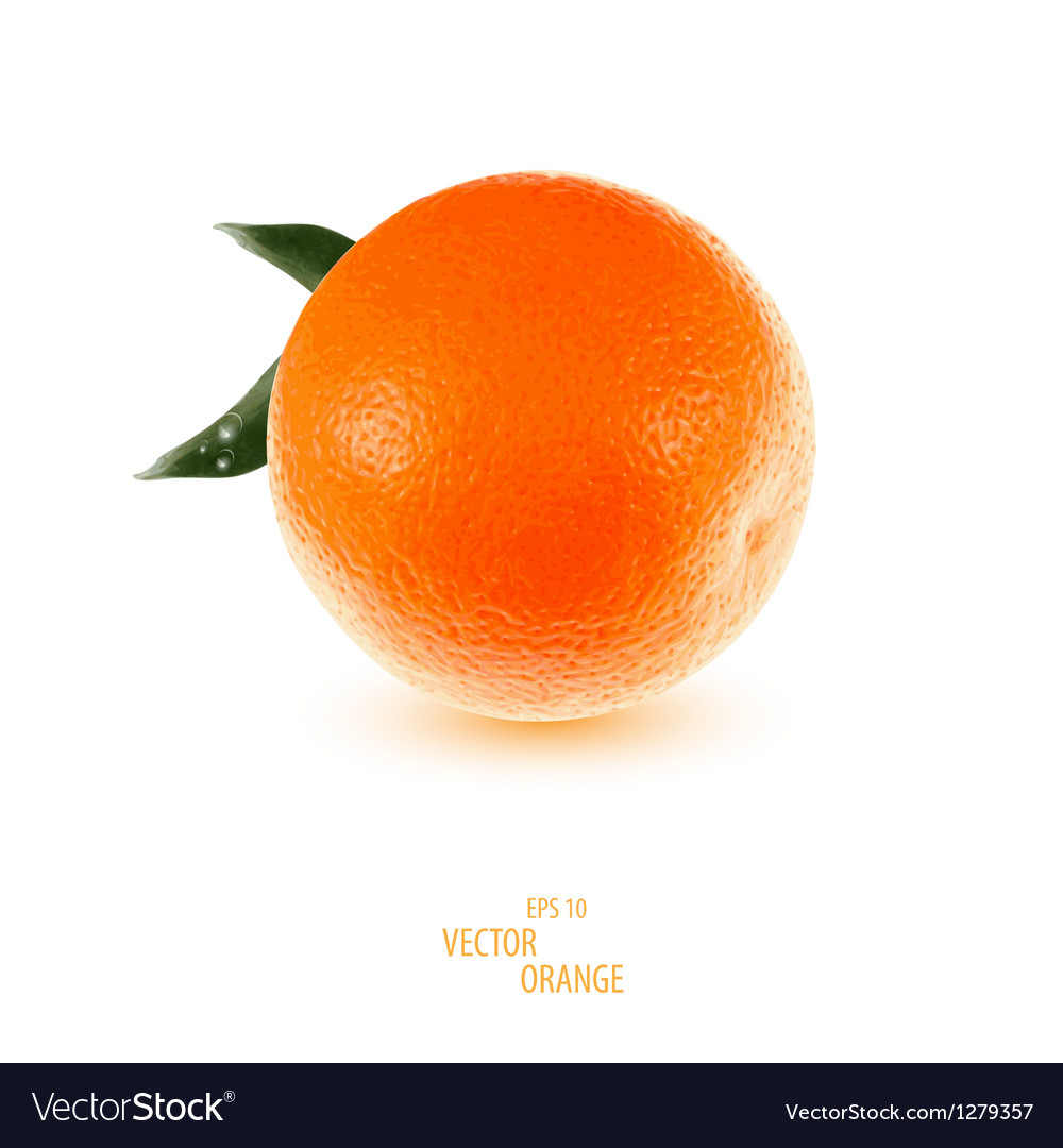 Orange Royalty Free Vector Image VectorStock