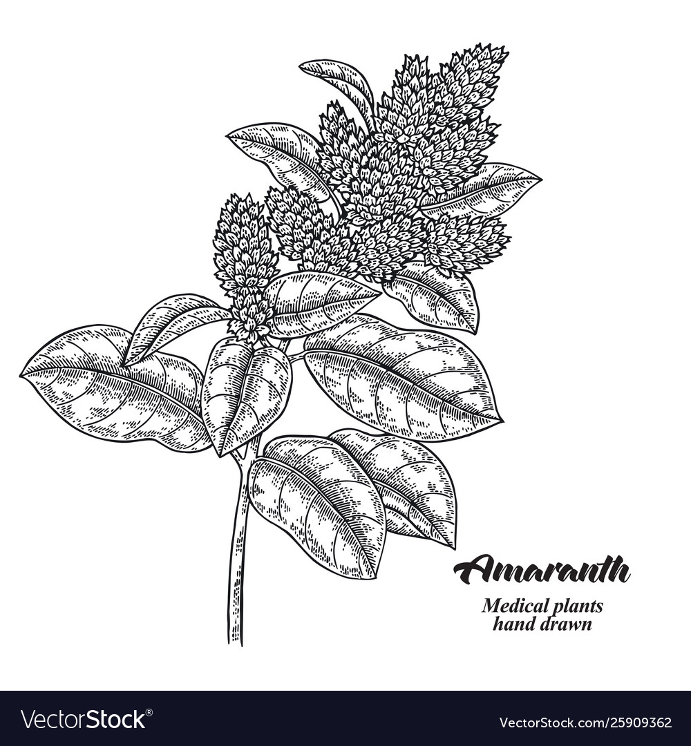 Amaranth Branch with Delicate Flowers