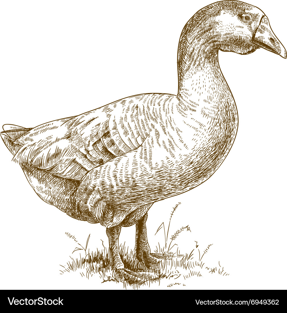 Engraving big goose Royalty Free Vector Image - VectorStock