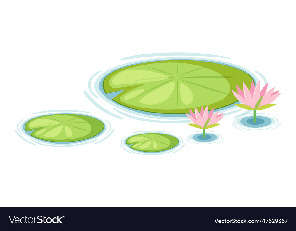 Water lily pads Royalty Free Vector Image - VectorStock