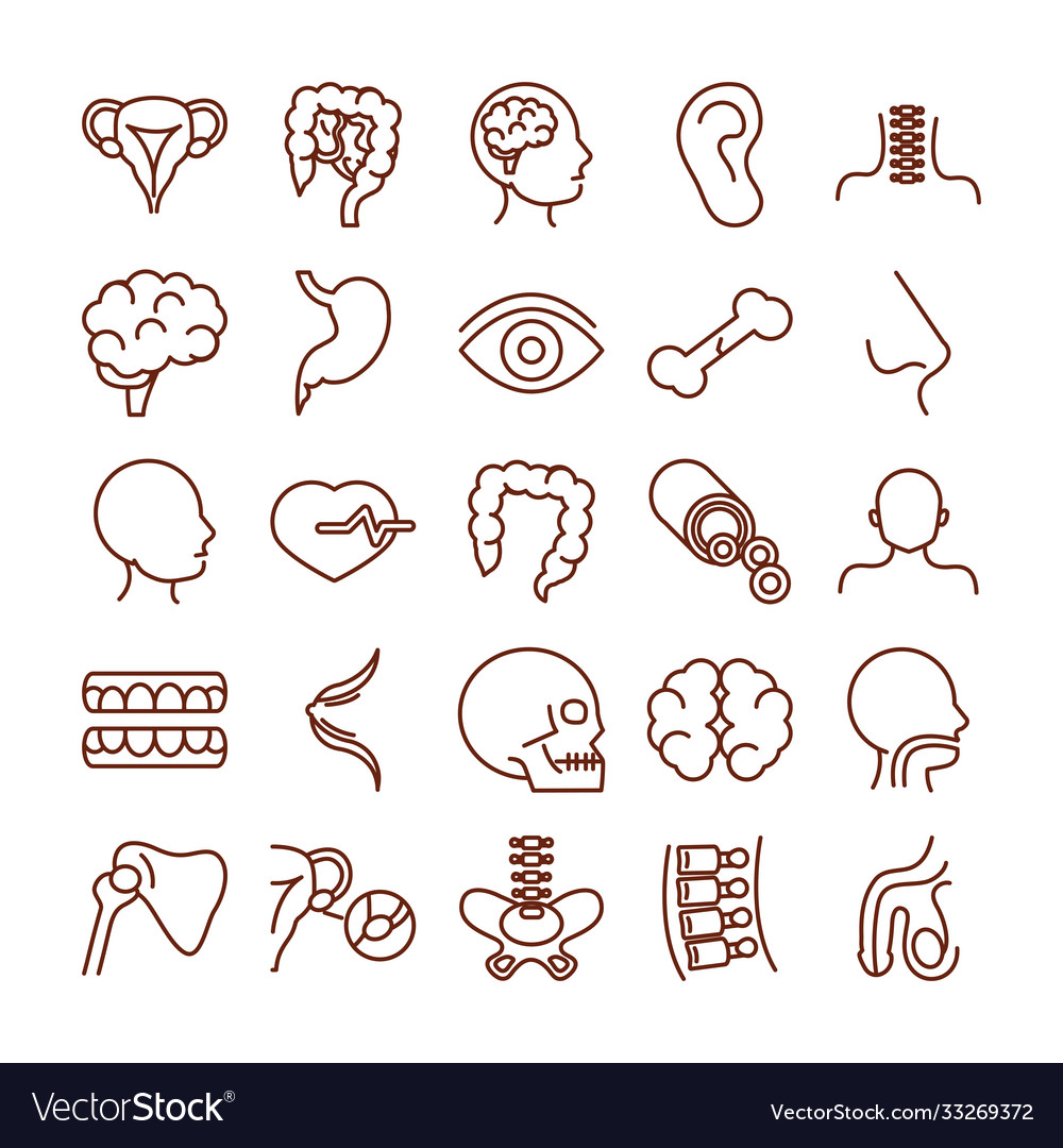 Human body anatomy organs health icons collection Vector Image