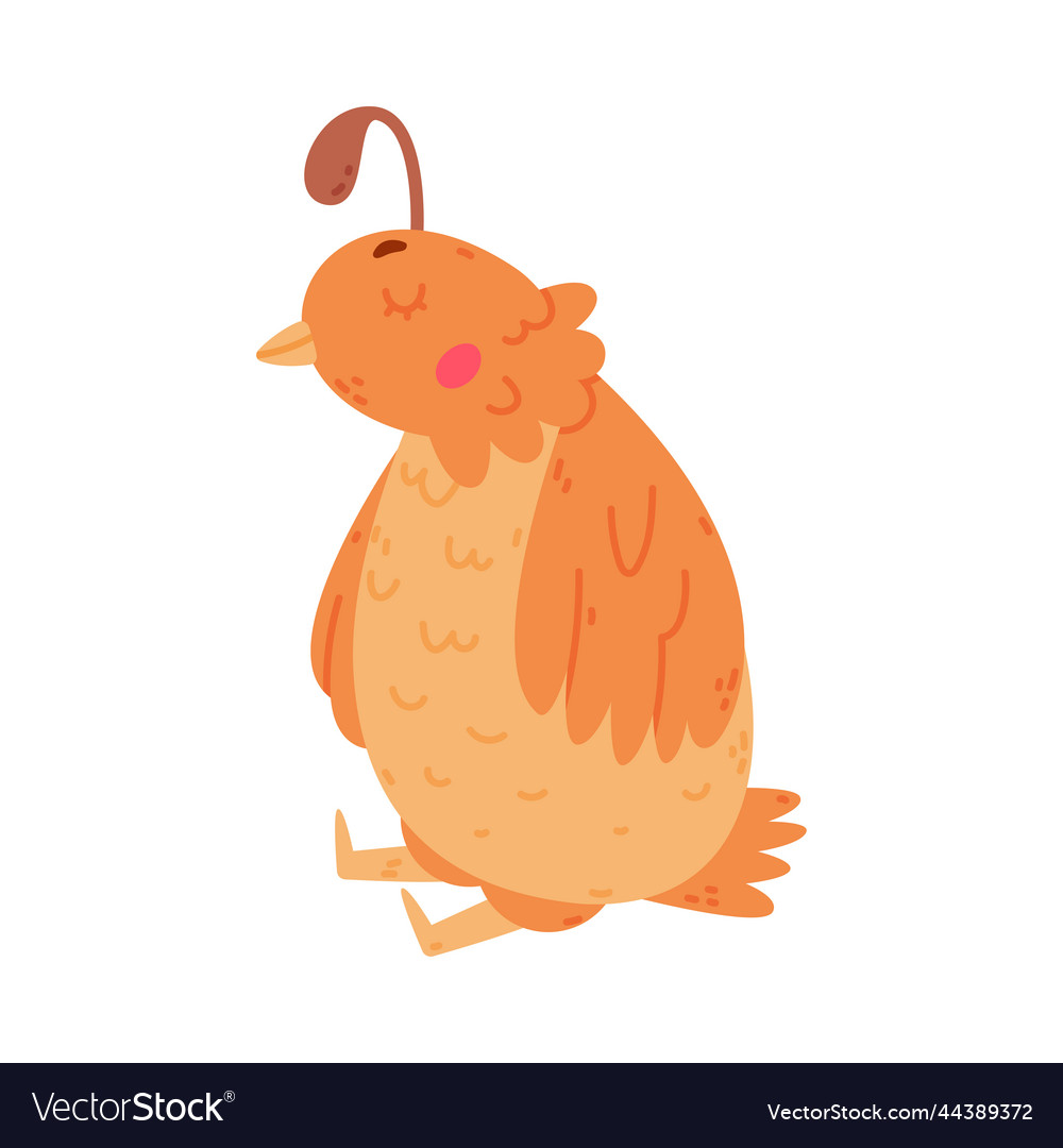 Quail bird with crest and feathers in sitting pose