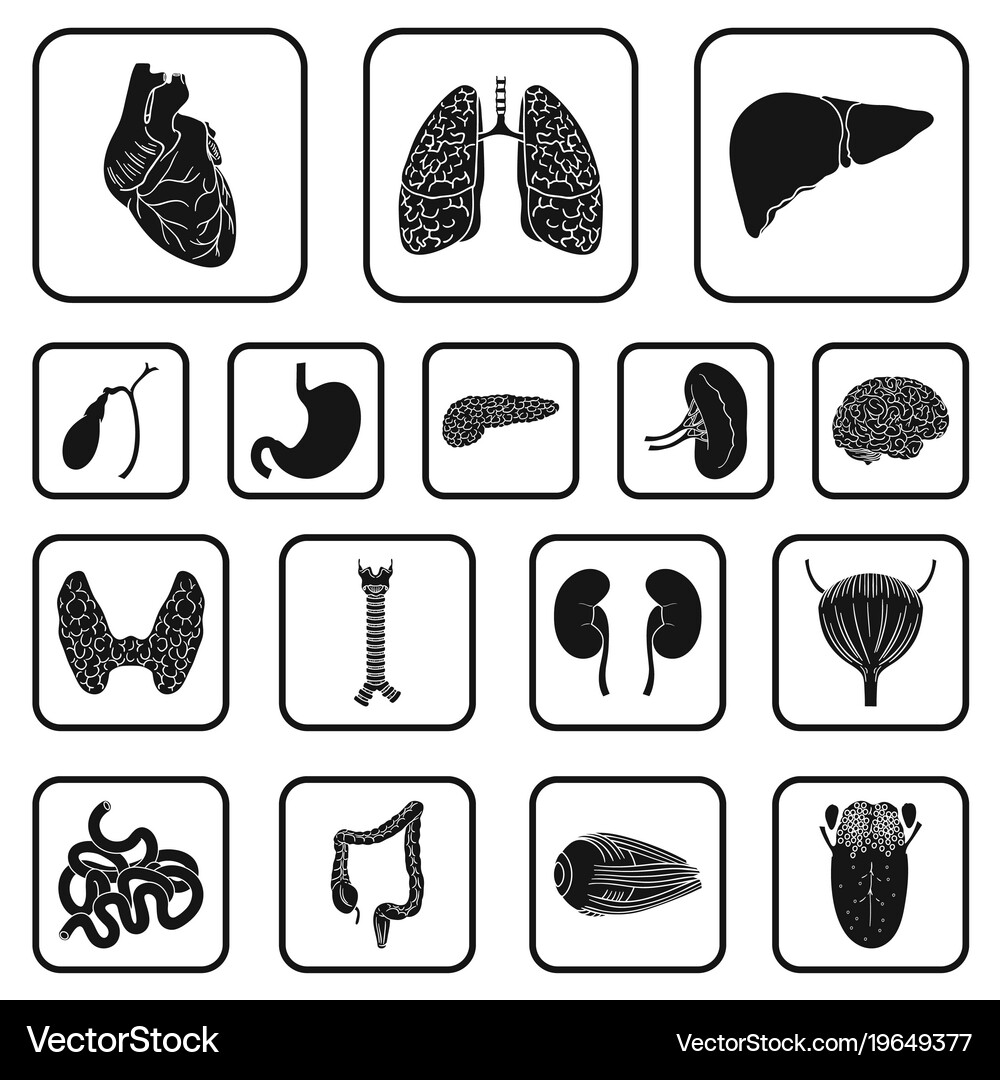 Human organs black icons in set collection Vector Image