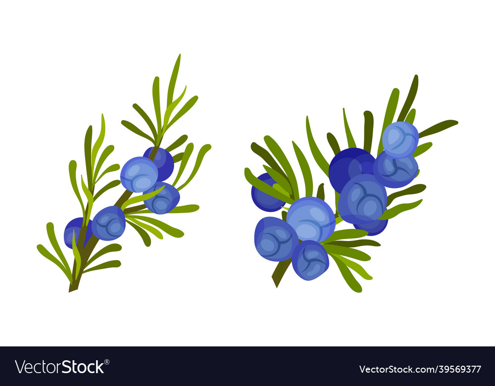 Juniper berry sprigs with green narrow leaves set Vector Image