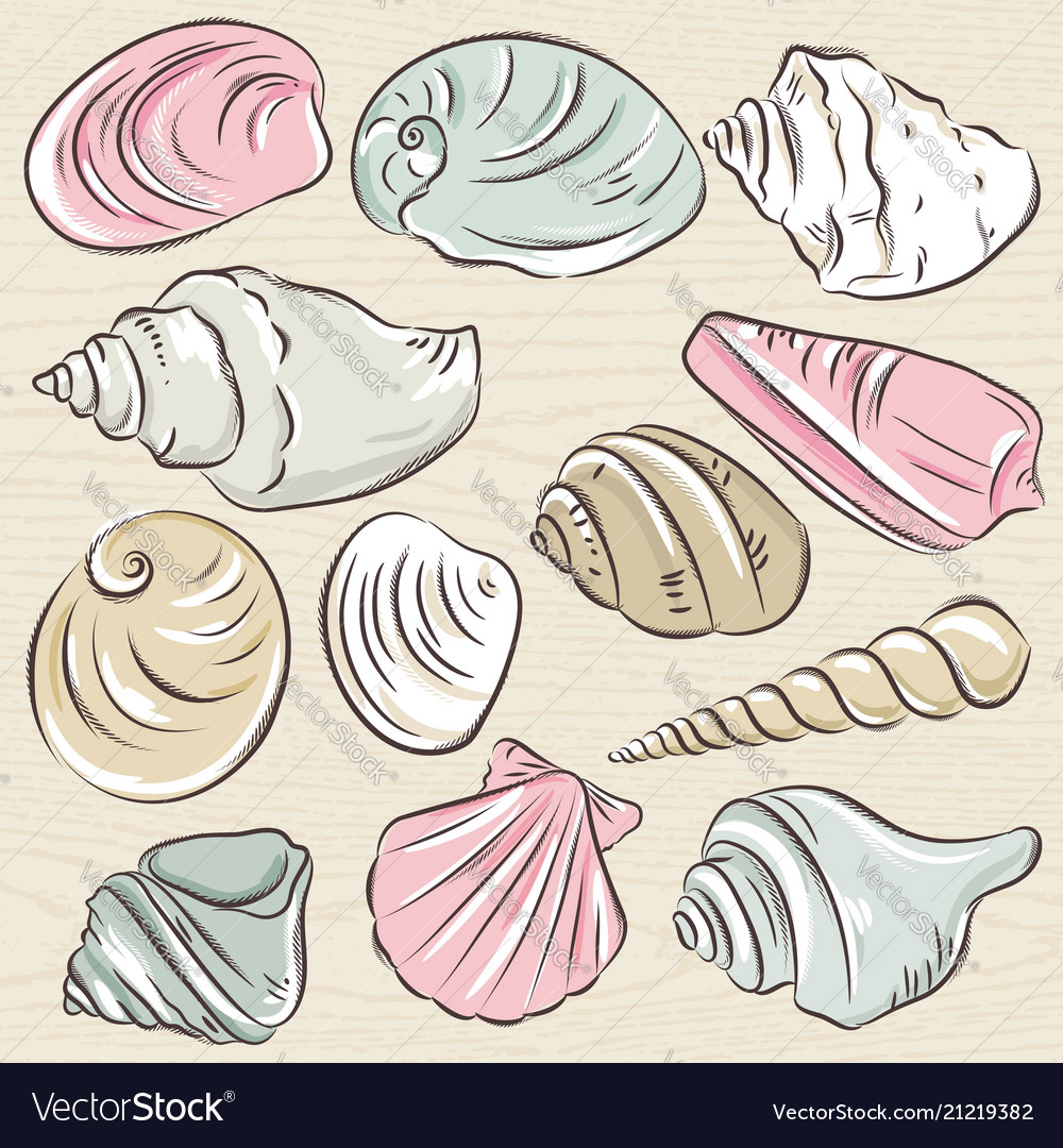 Set of different types clams and shells