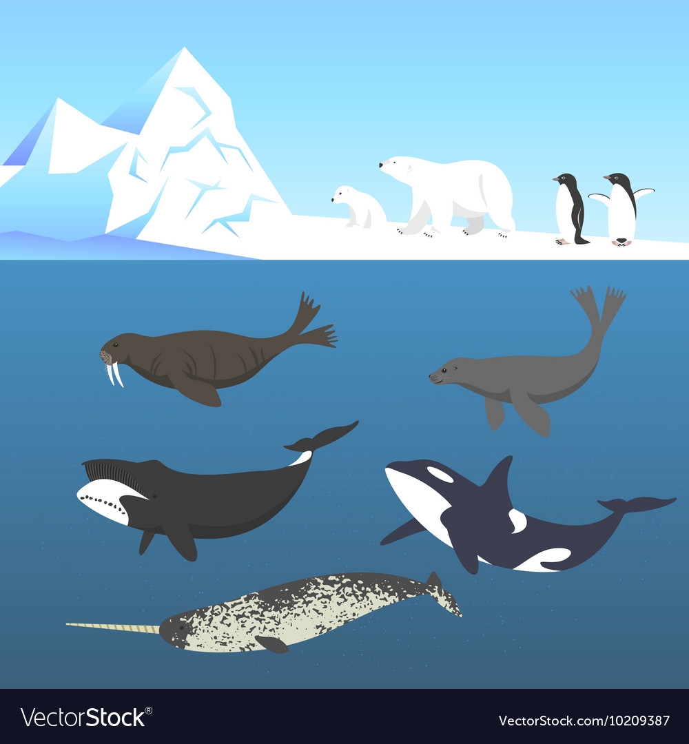 Set of animals living in a cold climate Polar bear