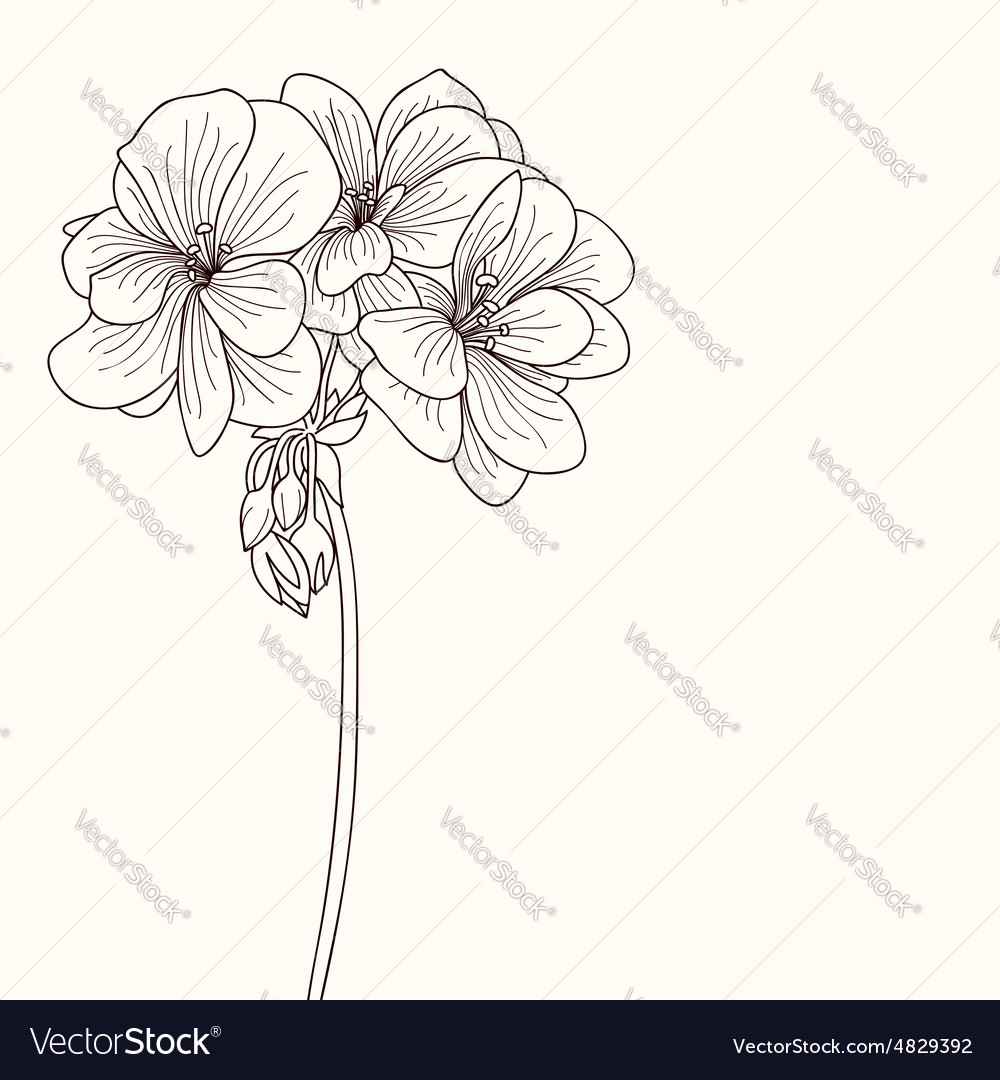 outline drawings of geraniums