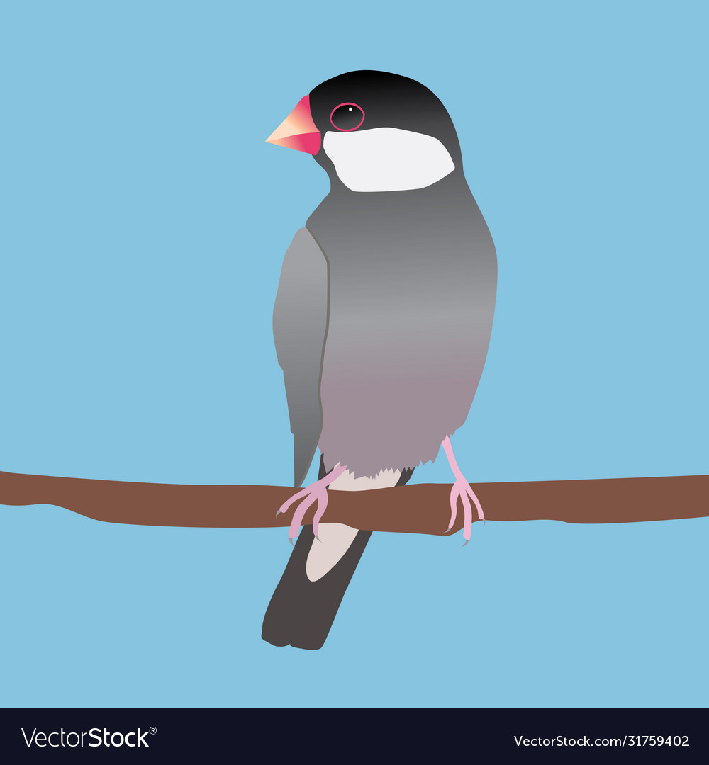 Java sparrow Royalty Free Vector Image - VectorStock