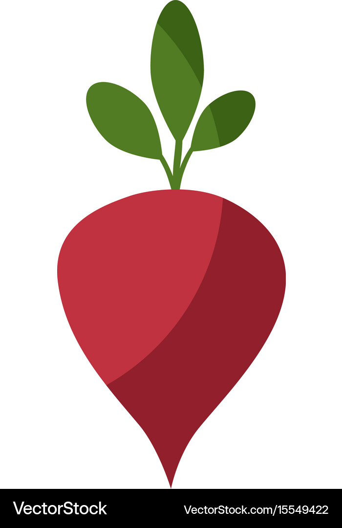 Beetroot vegetable icon Royalty Free Vector Image