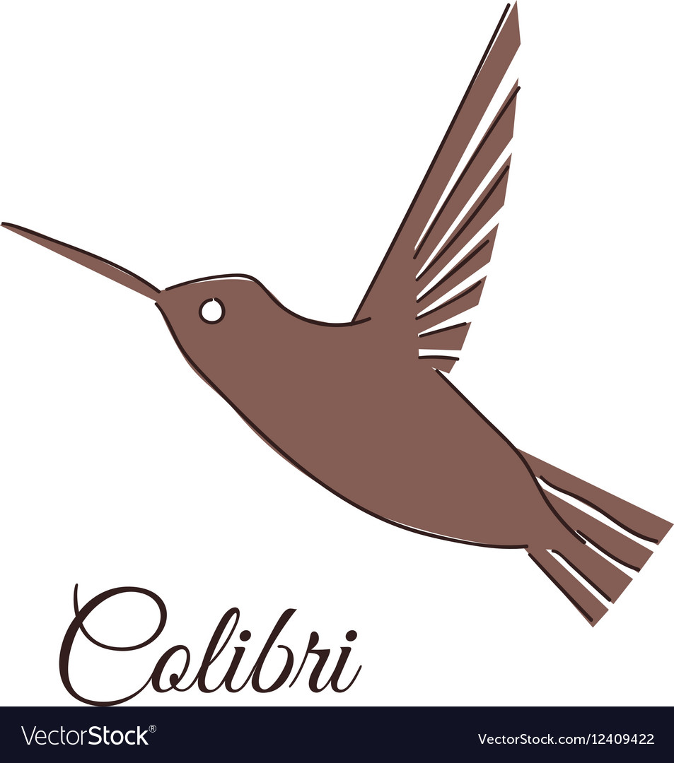 colibri logo hummingbird identity design template vector image