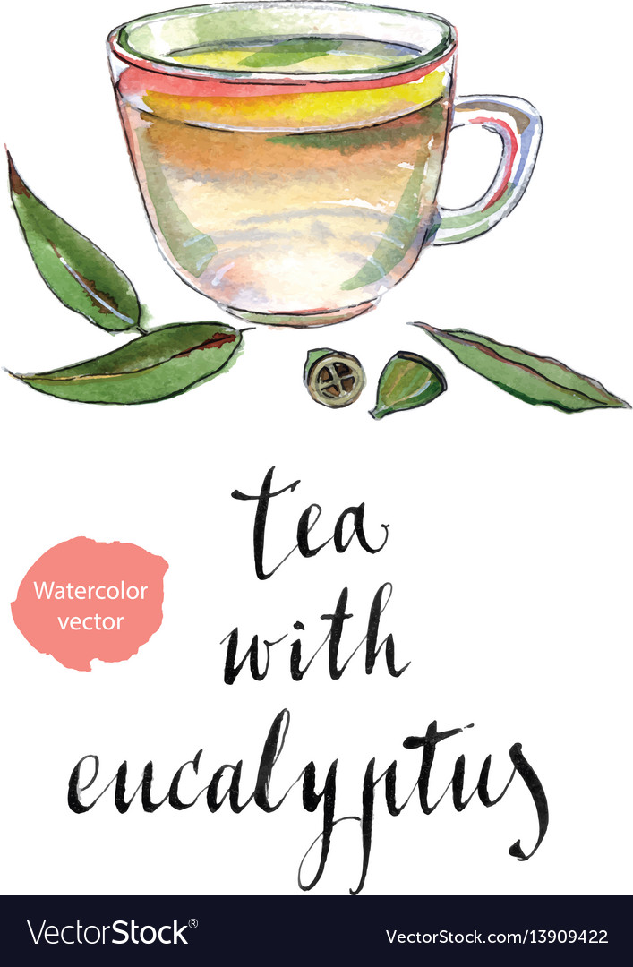 Eucalyptus Blätter und Kräutertee