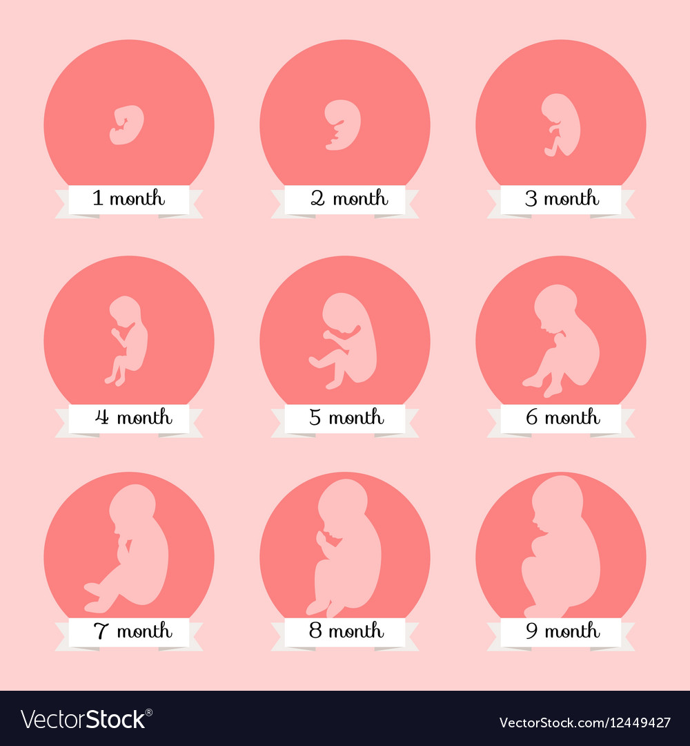 embryo-development-human-fetus-growth-stages-of-vector-image